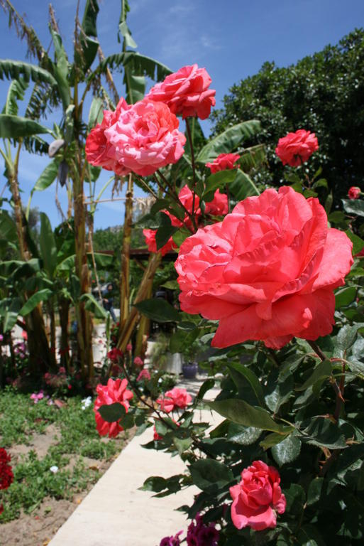 Aparthotel Paradise Garden Gumusluk Evleri Exterior foto
